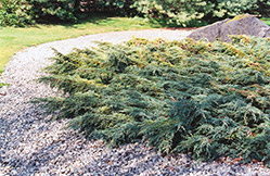 Holger Juniper (Juniperus squamata 'Holger') at Make It Green Garden Centre
