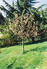 Stella Cherry (Prunus avium 'Stella') at Lurvey Garden Center