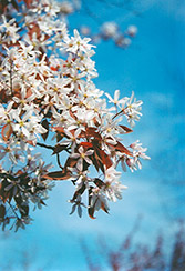 Robin Hill Serviceberry (Amelanchier x grandiflora 'Robin Hill') at Make It Green Garden Centre