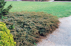 Effusa Juniper (Juniperus communis 'Effusa') at Make It Green Garden Centre
