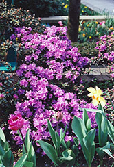 Ramapo Rhododendron (Rhododendron 'Ramapo') at Lurvey Garden Center