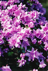 Ramapo Rhododendron (Rhododendron 'Ramapo') at Make It Green Garden Centre