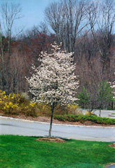 Cumulus Serviceberry (Amelanchier laevis 'Cumulus') at Lurvey Garden Center