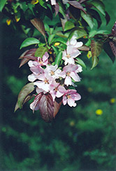 Red Splendor Flowering Crab (Malus 'Red Splendor') at Lurvey Garden Center