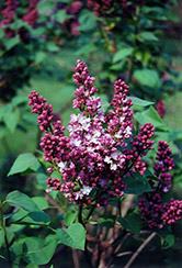 Belle de Nancy Lilac (Syringa vulgaris 'Belle de Nancy') at Lurvey Garden Center