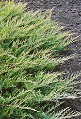 Broadmoor Juniper (Juniperus sabina 'Broadmoor') at Lurvey Garden Center