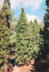Pyramidal Arborvitae (Thuja occidentalis 'Fastigiata') at Make It Green Garden Centre