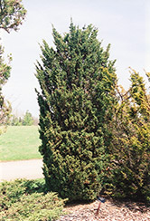Blaauw Juniper (Juniperus chinensis 'Blaauw') at Make It Green Garden Centre