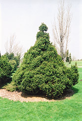 Ohlendorf Spruce (Picea abies 'Ohlendorfii') at Make It Green Garden Centre
