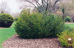 Canadian Yew (Taxus canadensis) at Make It Green Garden Centre