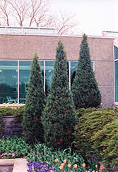 Skyrocket Juniper (Juniperus scopulorum 'Skyrocket') at Lurvey Garden Center