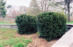 Hill's Yew (Taxus x media 'Hillii') at Make It Green Garden Centre