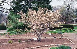 Shadblow Serviceberry (clump) (Amelanchier canadensis '(clump)') at Lurvey Garden Center