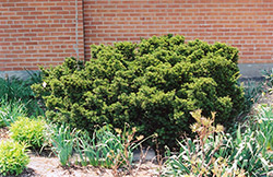 Dwarf Japanese Yew (Taxus cuspidata 'Nana') at Lurvey Garden Center