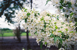 Snowdrift Flowering Crab (Malus 'Snowdrift') at Lurvey Garden Center