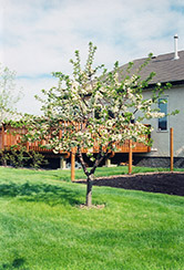 Evans Cherry (Prunus 'Evans') at Make It Green Garden Centre