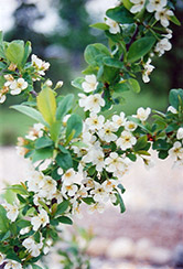 Opata Cherry-Plum (Prunus 'Opata') at Make It Green Garden Centre