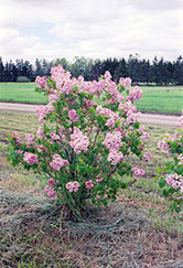 Maiden's Blush Lilac (Syringa x hyacinthiflora 'Maiden's Blush') at Lurvey Garden Center