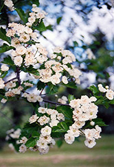 Snowbird Hawthorn (Crataegus x mordenensis 'Snowbird') at Make It Green Garden Centre