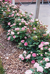 Prairie Joy Rose (Rosa 'Prairie Joy') at Make It Green Garden Centre