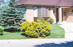 Jackman Potentilla (Potentilla fruticosa 'Jackmanii') at Lurvey Garden Center