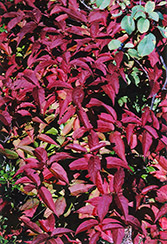 Bush Honeysuckle (Diervilla lonicera) at Make It Green Garden Centre