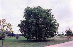 Black Walnut (Juglans nigra) at Lurvey Garden Center