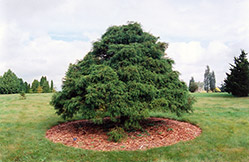 Threadleaf Falsecypress (Chamaecyparis pisifera 'Filifera') at Lurvey Garden Center