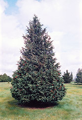 Blue Nootka Cypress (Chamaecyparis nootkatensis 'Glauca') at Make It Green Garden Centre
