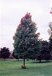 Bowhall Red Maple (Acer rubrum 'Bowhall') at Lurvey Garden Center