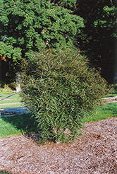 Cutleaf Glossy Buckthorn (Rhamnus frangula 'Asplenifolia') at Make It Green Garden Centre