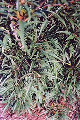 Cutleaf Glossy Buckthorn (Rhamnus frangula 'Asplenifolia') at Make It Green Garden Centre