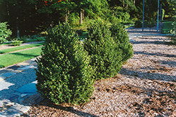 Green Mountain Boxwood (Buxus 'Green Mountain') at Make It Green Garden Centre