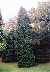 Hetz Wintergreen Arborvitae (Thuja occidentalis 'Hetz Wintergreen') at Lurvey Garden Center