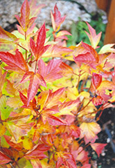 Compact Highbush Cranberry (Viburnum trilobum 'Compactum') at Make It Green Garden Centre