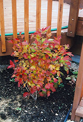Compact Highbush Cranberry (Viburnum trilobum 'Compactum') at Make It Green Garden Centre