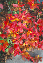 Northcountry Blueberry (Vaccinium 'Northcountry') at Make It Green Garden Centre