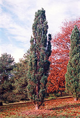 Scotch Sentinel Pine (Pinus sylvestris 'Fastigiata') at Make It Green Garden Centre
