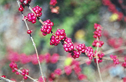 Coralberry (Symphoricarpos orbiculatus) at Make It Green Garden Centre