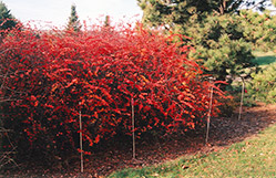 Emerald Carousel Barberry (Berberis 'Tara') at Make It Green Garden Centre