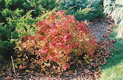 Golden Princess Spirea (Spiraea japonica 'Golden Princess') at Make It Green Garden Centre