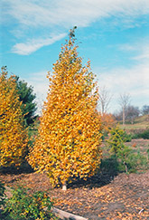 Whitespire Birch (Betula populifolia 'Whitespire') at Make It Green Garden Centre