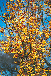 Lancelot Flowering Crab (Malus 'Lancelot') at Make It Green Garden Centre