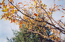 Harvest Gold Flowering Crab (Malus 'Harvest Gold') at Lurvey Garden Center