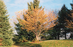 Harvest Gold Flowering Crab (Malus 'Harvest Gold') at Lurvey Garden Center