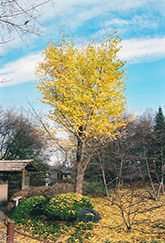 Ginkgo (Ginkgo biloba) at Lurvey Garden Center