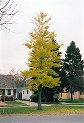 Princeton Sentry Ginkgo (Ginkgo biloba 'Princeton Sentry') at Lurvey Garden Center