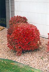 Bailey Compact Highbush Cranberry (Viburnum trilobum 'Bailey Compact') at Lurvey Garden Center