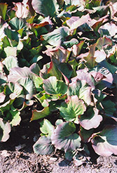 Purpleleaf Bergenia (Bergenia purpurascens) at Make It Green Garden Centre