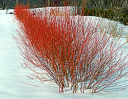 Cardinal Dogwood (Cornus sericea 'Cardinal') at Make It Green Garden Centre